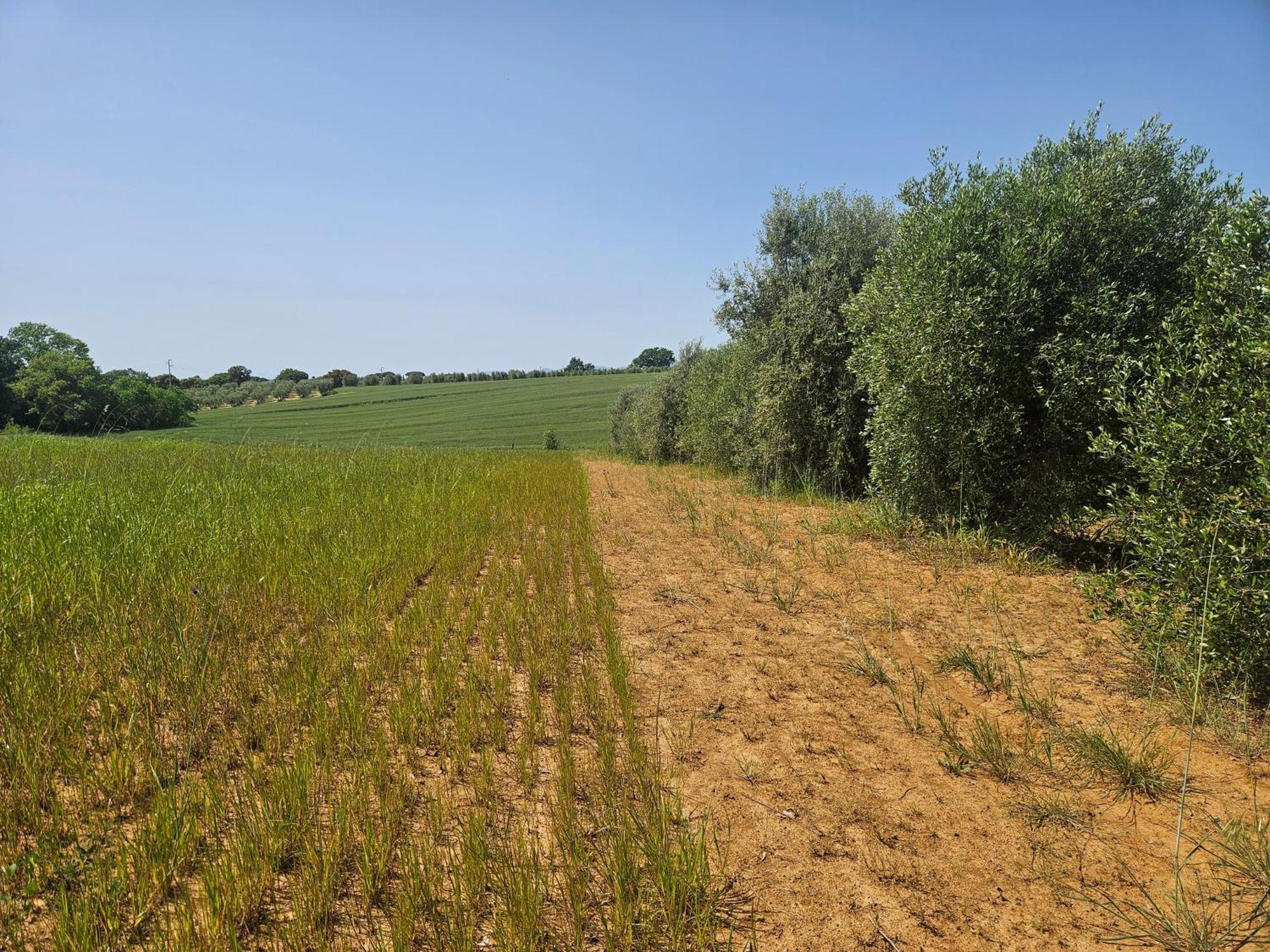 Agriturismo Il Migliarino Rispescia Exteriér fotografie